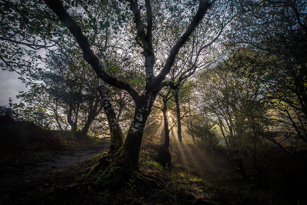 Beams